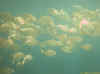 18.jpg (9137 byte)